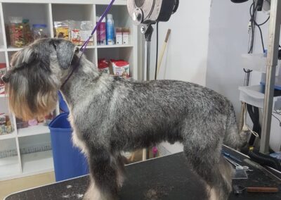 Toelettatura Schnauzer